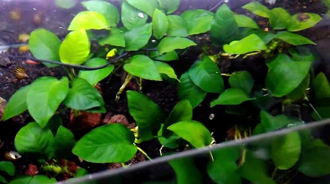 3 Aquatic Plants Bundle | Live Plants for Freshwater Aquariums (3 X Anubias VAR Nana Plants)