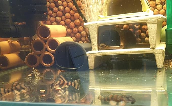 Swimming Creatures™ Pleco Live Freshwater Aquarium Fish (Size Approx 1-2") (1 Alenquer Tiger Pleco (L397))