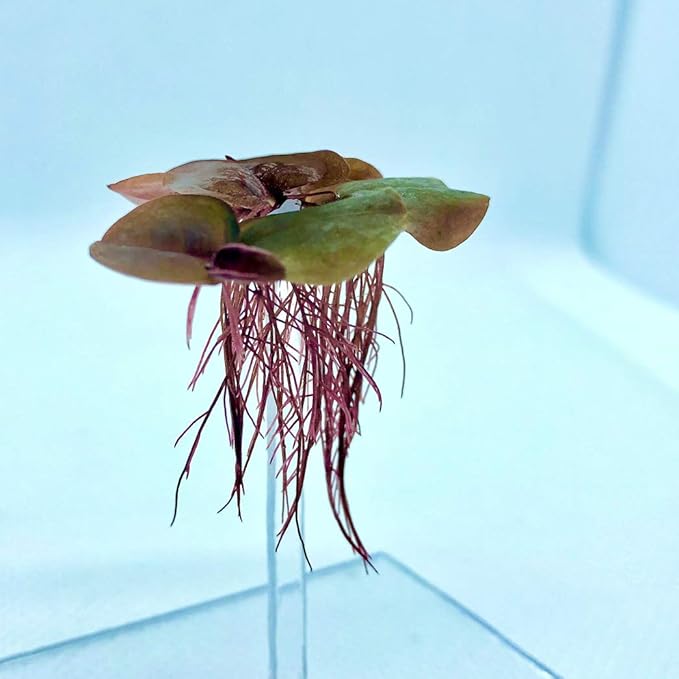 Aquarigram 60+ Leaves Red Root Floaters Live Floating Plants for Aquarium (Phyllanthus Fluitans)…
