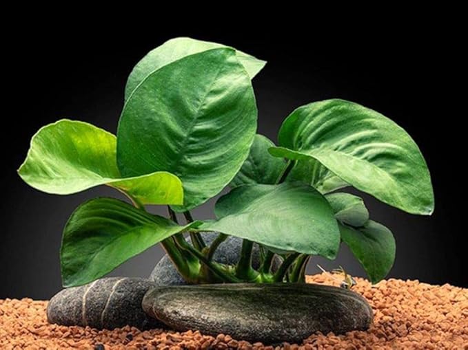 Anubias Barteri Butterfly | Easy Low Light Aquarium and Terrarium Plant