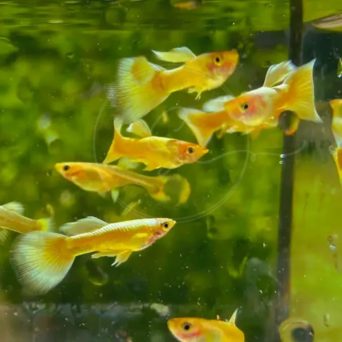 Swimming Creatures™ Tropical Live Guppy/Platy Livebearers Freshwater Aquarium Fish (4 Male 24K Gold Guppy)