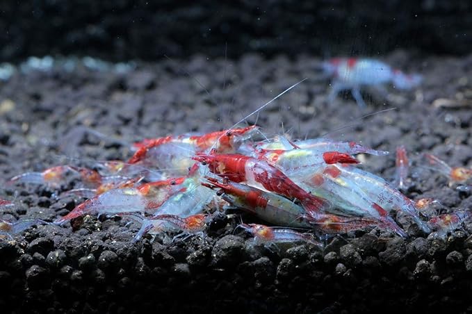 Live Freshwater Aquarium Shrimp - Neocaridina (Red Rili, 10 Pack)