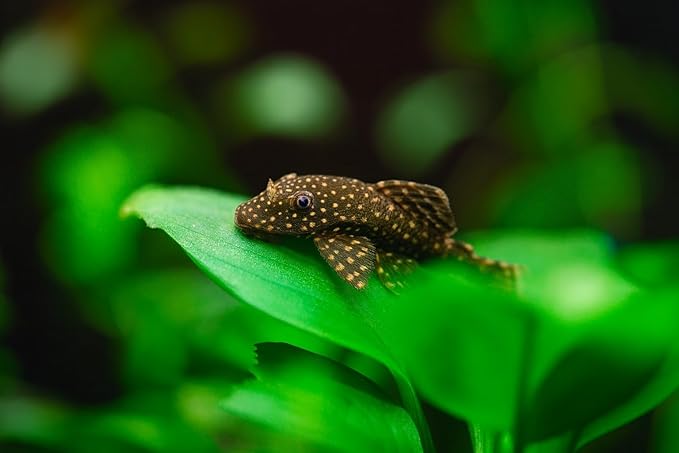 Swimming Creatures Pleco Live Freshwater Aquarium Fish (Size Approx 1-2") (1 Snowflake Pleco & 1 Albino Pleco Shortfin)