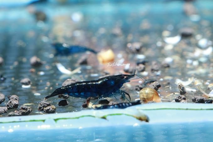 Live Freshwater Aquarium Shrimp - Neocaridina (Blue Diamond, 10 Pack)