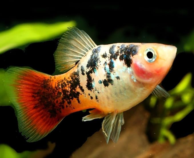 1mm - 1/32, 35% Protein Economy Floating Pellets for All Community Fish, Tetras, Guppies, Angel Fish, Cichlids, Goldfish. All Tropical Fish - WL…1/2-lb Foil Pouch Bag