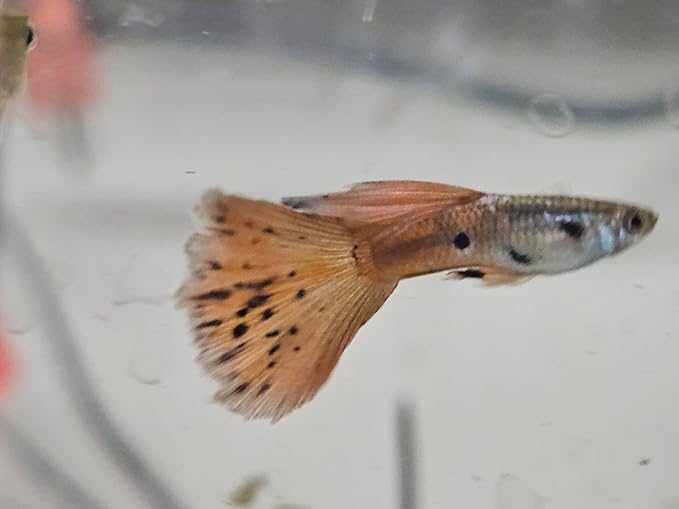 Pink Grass Live Guppy Fish 10 Fry Pack VIP Grade A+ for Freshwater Aquarium