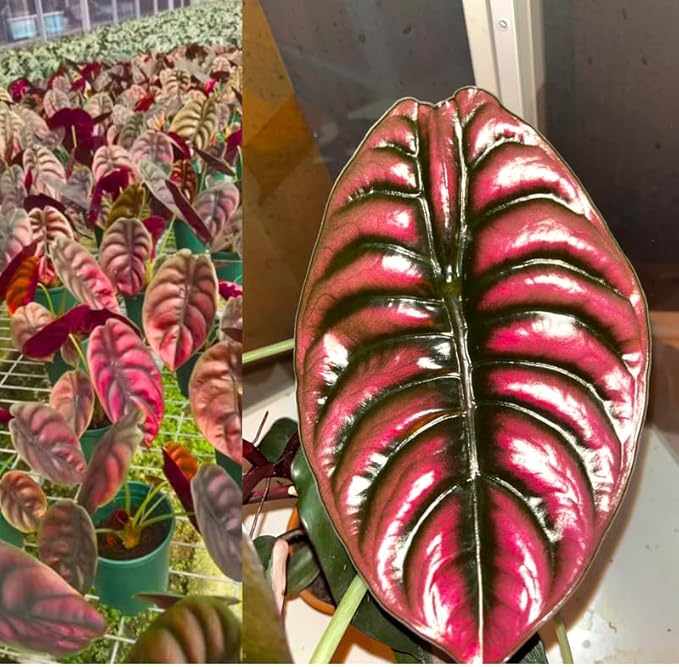 Pack 2 Red Alocasia Live Plant for Planting, Indoor Houseplant Alocasia Plant Live, 5 to 7 Inc Tall, Bare Root, Alocasia Colocasia Taro Plant for Ornamental Plants
