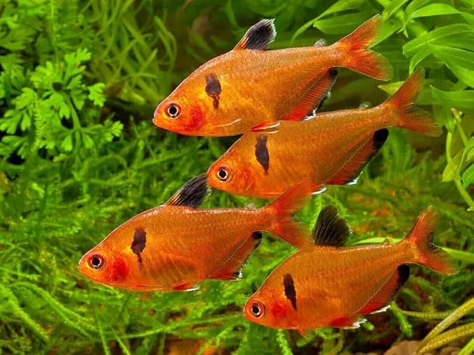 Guppy Sinking Granules Fish Food for Guppies, Endlers, Mollies, Platies, Swordtails, Groumis, Tetras, Catfish, Cichlids, All Community Tropical Fish…1.5oz Squeeze Bottle