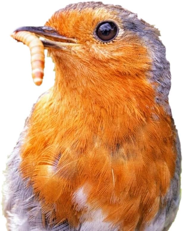 Predator Foods Bulk Live Mealworms - 1000 Count (Small - 0.25")