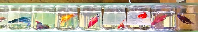 Male Halfmoon Betta - Assorted Color - Live Aquarium Tropical Fish…
