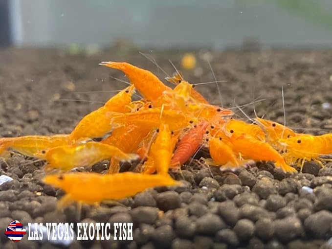 Las Vegas Exotic Fish™ 20 High Grade Orange Sunkist Shrimps Neocaridina Live Freshwater Shrimp Aquarium Inverts (Live Guarantee or Replacemnt is Free) Free Plant