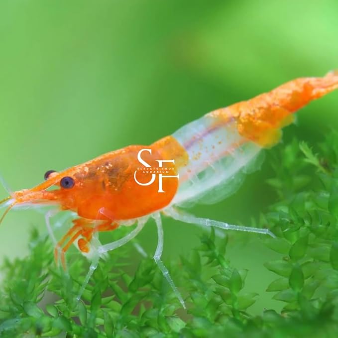 High Grade Neocaridina Live Freshwater Aquarium Shrimps. Mature Breeding Age. Choose Your Favorite Color of Shrimps 20 (Orange Rili ShShrim)