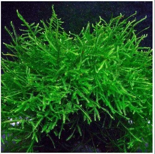 Java Moss Taxiphyllum Barbieri Easy Live Aquarium Plant Freshwater - Buy 2 Get 1