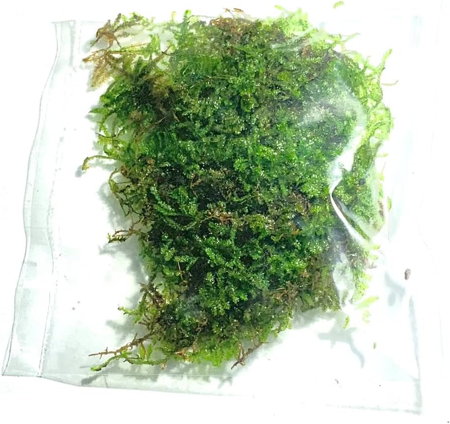 Marcus Fish Tanks - 3X Christmas Moss Vesicularia Montagne Live Freshwater Aquarium Plants Xmas Moss