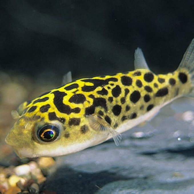 Leopard Puffer 1 inch Pack of 3 Live Aquarium Fish. Active, Colorful, and Ideal for Community Aquariums. Easy to Care for, These Freshwater Fish Thrive alongside Other Species.