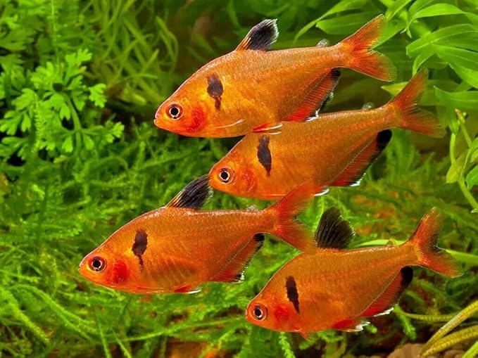 0.8mm Micro California Blackworm Floating Pellets w/Color Enhancers & Vitamins for Guppies, Tetras, Bettas, Nano Fish, All Baby Fish…4oz Squeeze Bottle