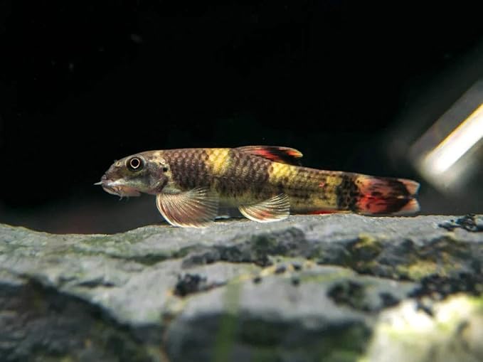 6-Pack Panda Garra 1” – Peaceful Freshwater Aquarium Fish for Community Tanks