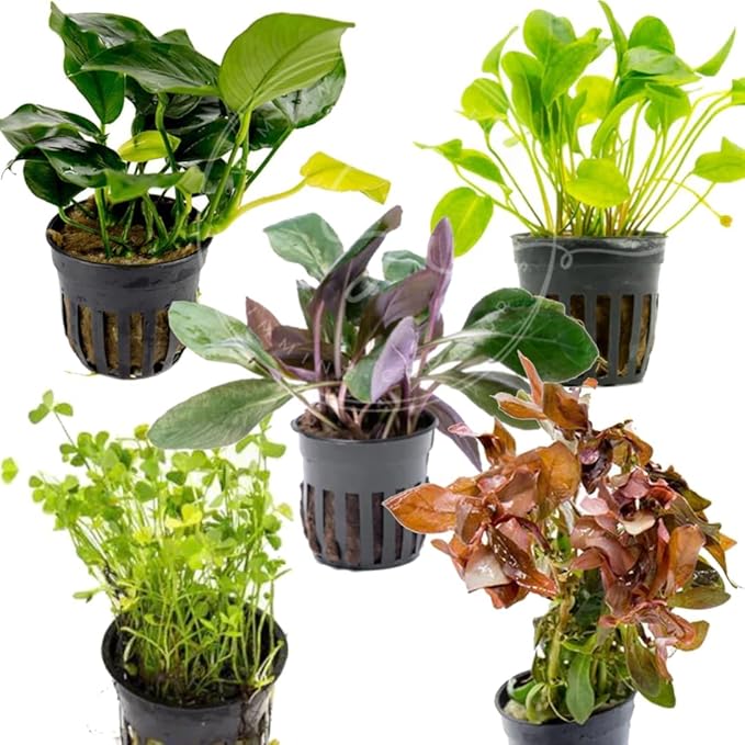 Swimming Creatures Live Aquarium Plants (4 Potted Plants)