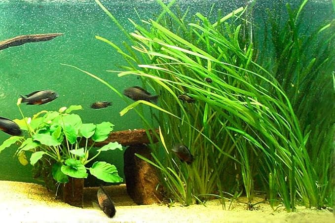 Marcus Fish Tanks 6 Jungle Val - Jungle Vallisneria Live Aquarium Freshwater Plants