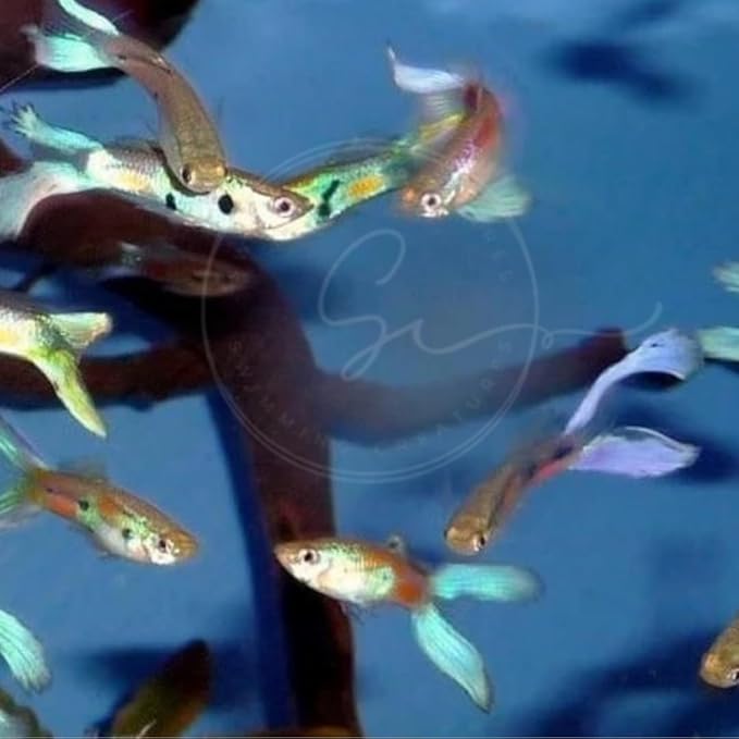 Swimming Creatures™ 5 Lyretail Male Guppies (Poecilia reticulata) Live Freshwater Aquarium Fish (Size Approx. 1")