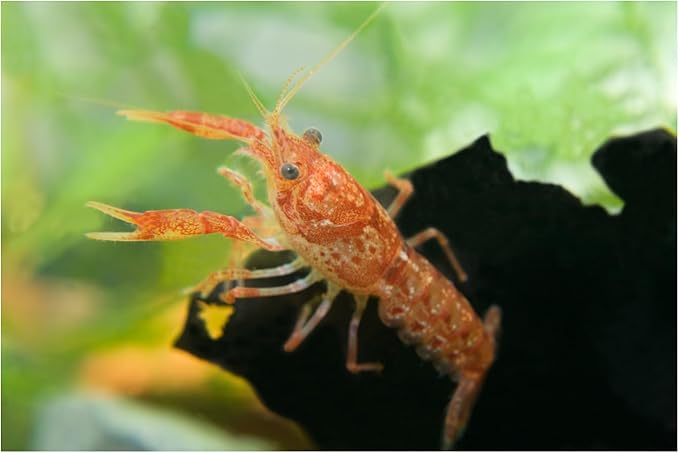 12 Live CPO Mexican Orange Dwarf Crayfish CPO