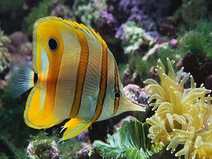 Marine Fish Flakes of Red & Green Algae, Seaweeds for Tangs, Butterflies, Angelfish, Anthias, Clown Fish, Damsels...WL…1/2-lb Foil Pouch Bag