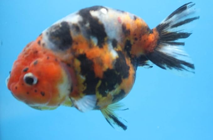 3 Pack Live sm. Calico Ranchu Goldfish for Aquarium Fish Tank or Pond