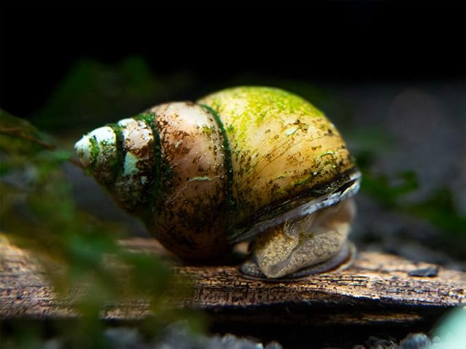 Aquatic Arts 5 Japanese Trapdoor Snails | Pond Snail/Freshwater Aquarium Clearer/Tetra Pond Clarifier/Filter | Great with Hornwort Plants