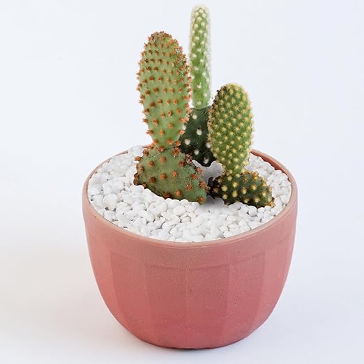 Pulovin 5 lbs White Aquarium Gravel, 1/5 Inch White Rocks for Plants, Small Pebbles for Vases, Succulents, Bamboo, Natural Decorative Pebbles for Plants Drainage, Cactus, Crafts