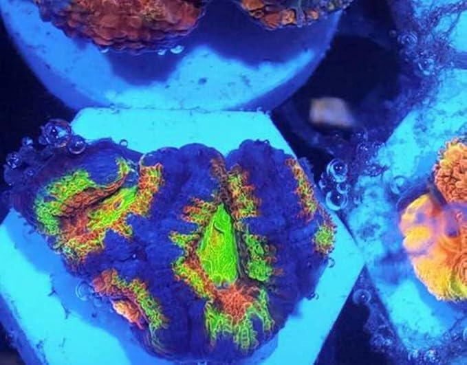 Aquarium Choice Big Size Ceramic Coralline Coral Frag Plugs Coral frag Plate Base