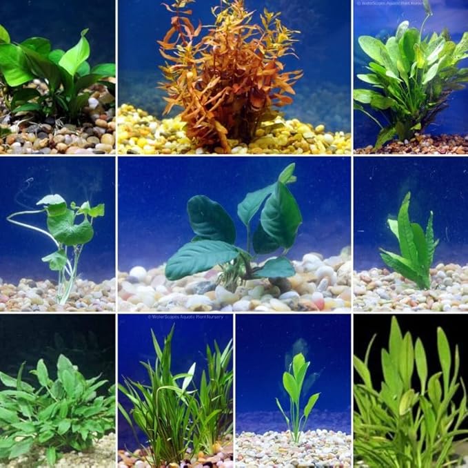 Live Freshwater Aquarium Plants - 10 Assorted Bundle Rooted for Fish Tanks - (Grower's Choice) Beginner Friendly