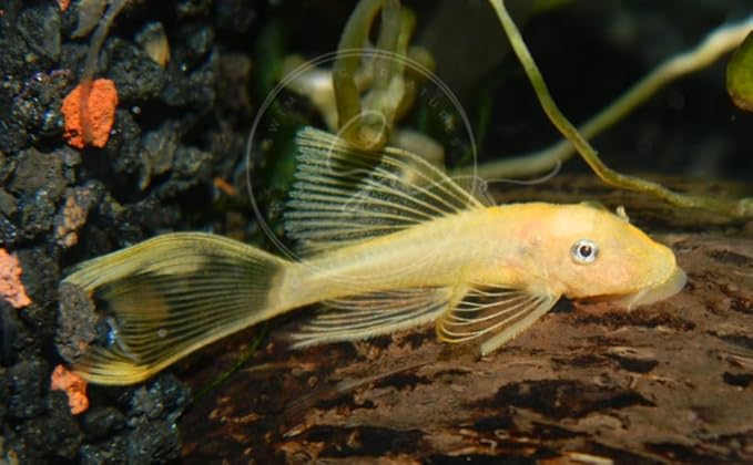 Swimming Creatures™ L‑144 Longfin Albino Pleco (Ancistrus cf. cirrhosus) – Tank-Bred Live Freshwater Aquarium Fish (Size Approx 1-2")