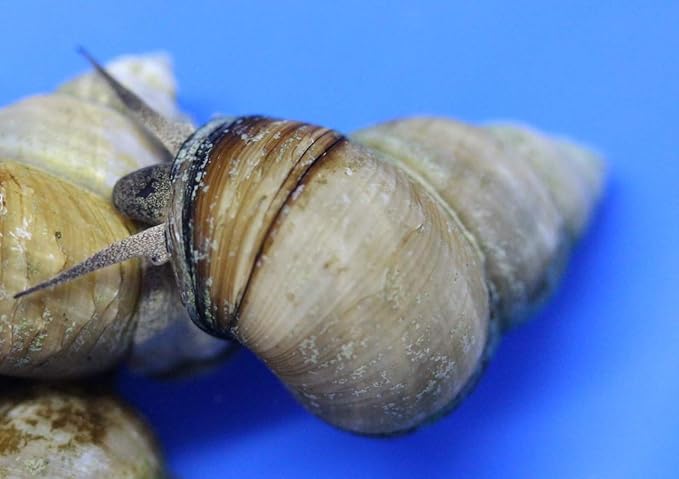 (20) Pack of Trapdoor Snails Live for Aquarium Pond or Fish Tank