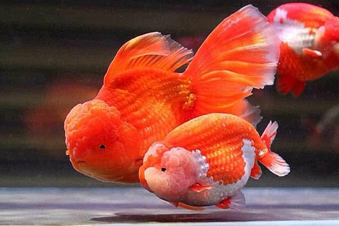A.D.P. Lion Head UP Formula 100 g, Goldfish Food Sinking Pellet 1.5 mm, High Protein 48.9% Tropical Fish Color Enhancing, Highly Nutritious for Growth Fast Big Muscle & Mass Gain Healthy