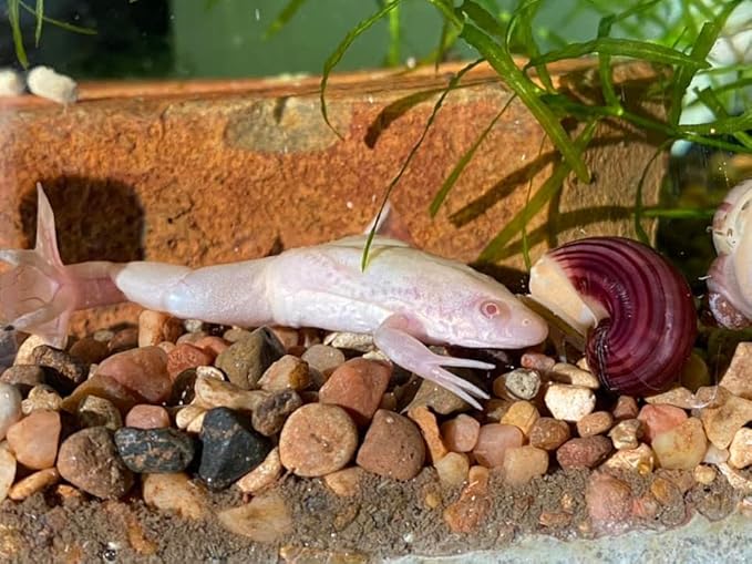 African Clawed Frog Soft Food Bits - Aquatic Frog Food 2.4 A282FC - 3oz