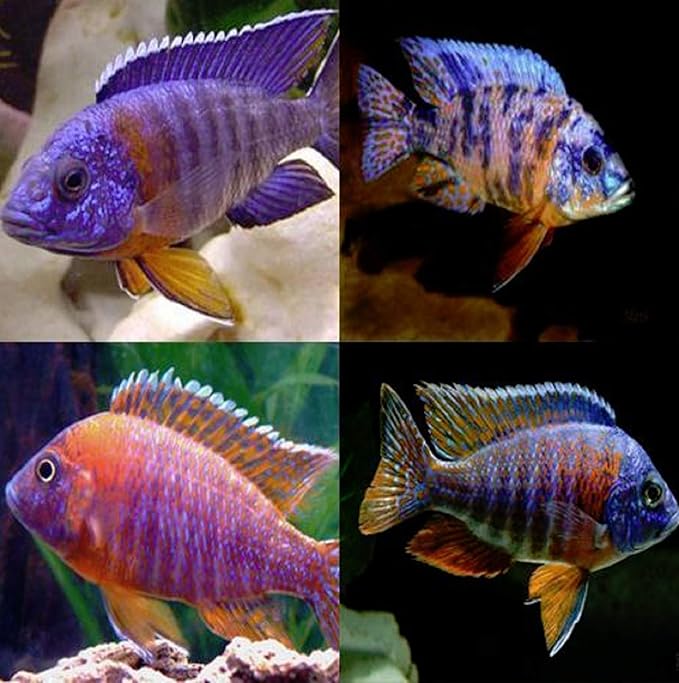 Polar Bear's Pet Shop HOT! x2 AULONOCARA Peacock Cichlid Assorted - Large 4" - 6" - Freshwater Live Fish