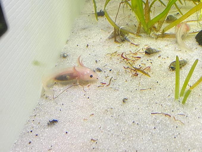 Gourmet Axolotl Soft Food Pellet Mix 3.2mm & 4.0mm & MINI BLOODWORM Sticks - A7 (5oz)