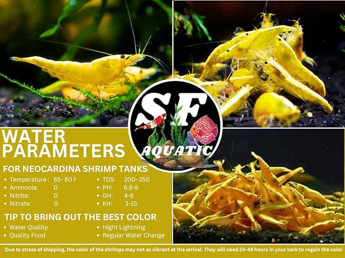 SF Aquatic™ 10 Premium Ultra Gold Neocaridna Live Freshwater Aquarium Shrimps for Aquarium. Adults Beeding Age. Live Arrival Guarantee.