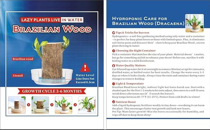 Brazilian Lucky Wood,Easy to Maintain and Purify the Air Brazilian Wood,Suitable for Living Rooms, Kitchens, Bedrooms, Desks, and Outdoor Gardens (AC)