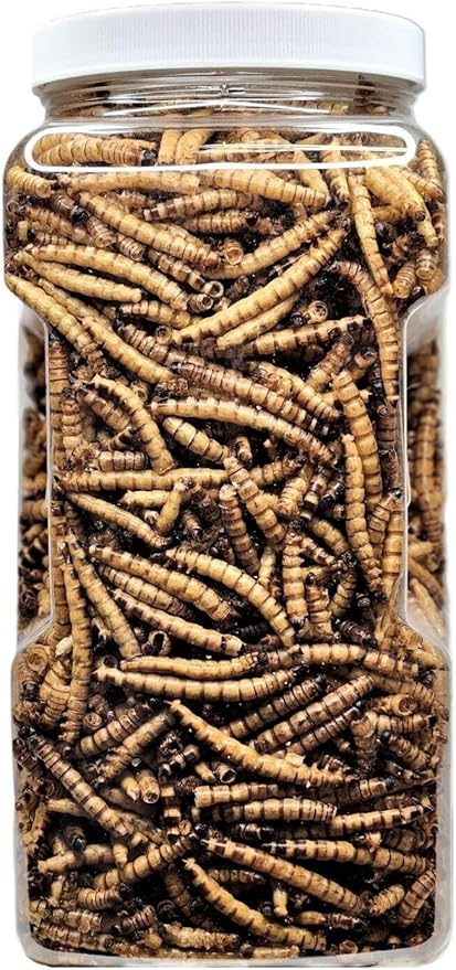 Superworms- Freeze Dried Superworms for Tropical Fish, Reptiles, Turtles, Tortoises, Frogs, Hamsters, Birds, Rodents…8oz Med Jar