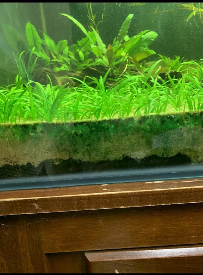 15x Dwarf Sagittaria Subulata Dwarf Sag Live Aquarium Plants Aquatic Carpet Plant Buy 2 GET 1FREE