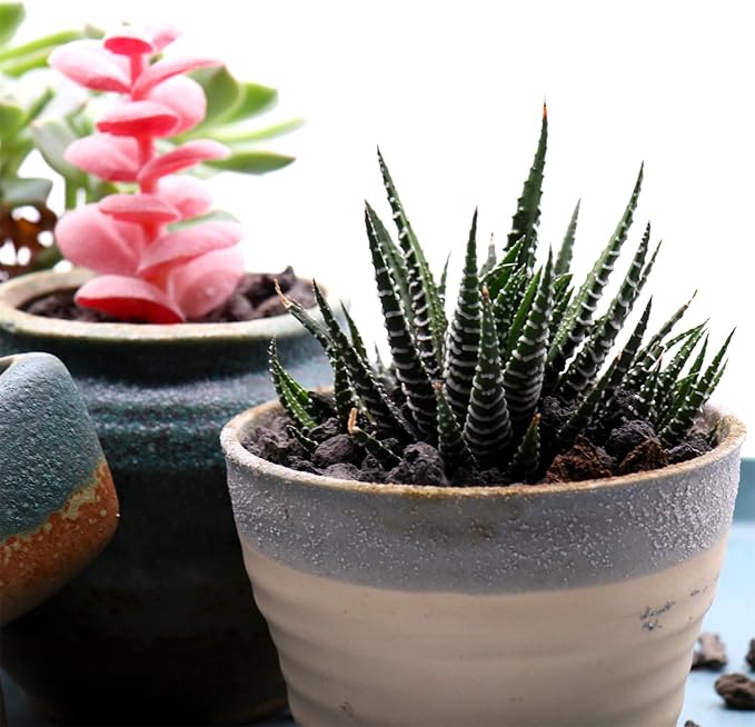 Volcanic Rock for Plants. Black Color Lava Rock. 1/5 Inch - 10 lbs for Potting Soil, Succulents, Pots, Plants, Gardening, Indoor, Crafting, Vase Fillers (Mini, Horticultural - Black Lava, 10)