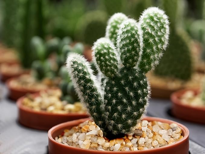 1/8 inch-1/5 inch Coarse Silica Sand Stones, Boniosz 5lb Succulent and Cactus Bonsai Rocks Small Decorative Pebbles for Terrariums, Fairy Gardening, Top Dressing, and Houseplants