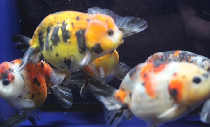 1 Live sm. Calico Ranchu Goldfish for Aquarium Fish Tank or Pond