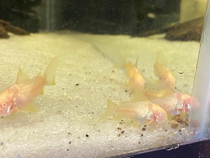 Super Catfish & Bottom Feeder Mix with Soft BITS #7 A154 (Variety, 8oz)