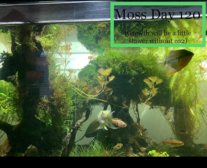 Christmas Moss Vesicularia Montagnei Live Freshwater Aquarium Plants Buy 2 Get 1