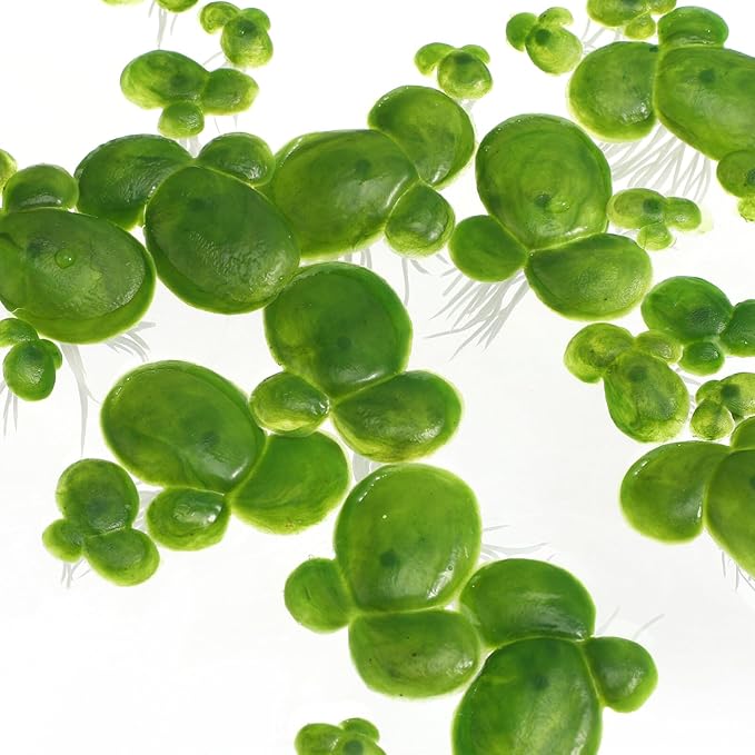 Toddmomy 72pcs Plastic Duckweed Artificial Floating Duckweed Mini Fake Simulation Floating Plants for Aquarium Fish Tank Pond Decor