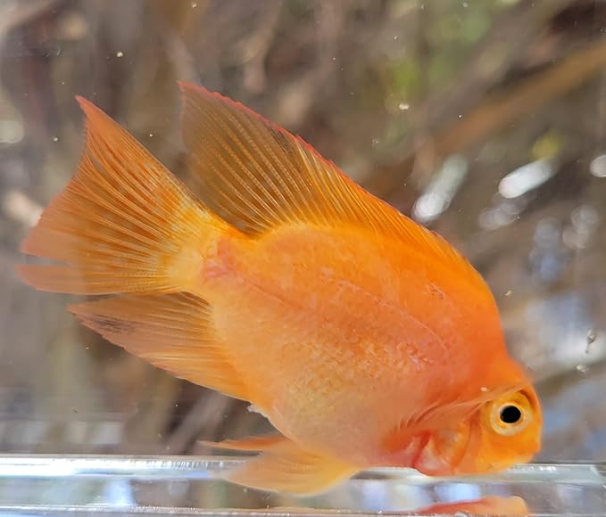 Quinn's Fins Blood Parrotfish