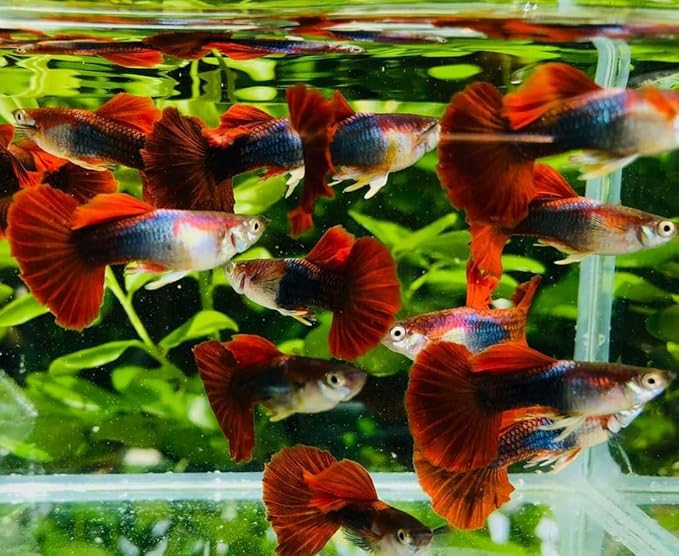 5+ HB Red Rose Halfmoon Guppy Live Aquarium Fish Tropical Freshwater Guppies for Community and Planted Tanks Active Ornamental Live Fish with Live Arrival Guarantee (5+)