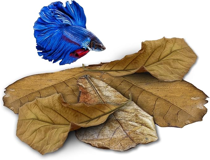JOR 25 Pack Large Catappa Indian Almond Leaves for Bettas, 7-9 Inches, Effortless Water Conditioning, Great Values, Help Bettas and Tropical Fish Thrive